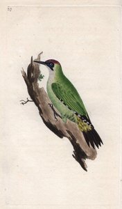 Pic vert, Picus viridis - Edward Donovan