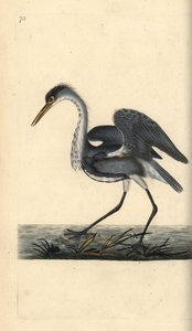 Héron cendré. Ardea cinerea. Gravure à la main par Edward Donovan de son "Histoire naturelle des oiseaux britanniques" - Edward Donovan