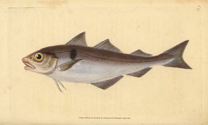Églefin, Melanogrammus aeglefinus. Gravure à la main par Edward Donovan de son "Histoire naturelle des poissons britanniques" - Edward Donovan