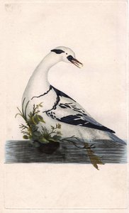Harle piette, Mergus albellus - Edward Donovan