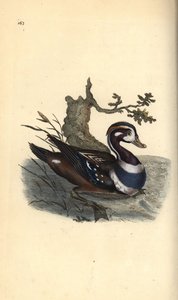 Arlequin plongeur, Histrionicus histrionicus