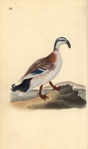 Canard à bec crochu, Anas platyrhynchos - Edward Donovan