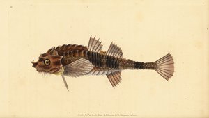 Agone, Agonus cataphractus (Pogge ou chabot armé, Cottus cataphractus). Gravure à la main en cuivre dessinée et gravée par Edward Donovan de son Histoire naturelle des poissons britanniques, Donovan et F.C. et J. Rivington, Londres - Edward Donovan