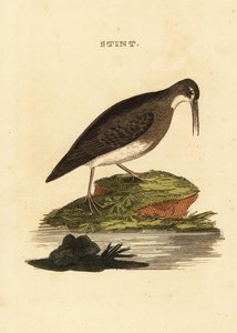 Bécasseau minuscule, Calidris minutilla - Edward Donovan