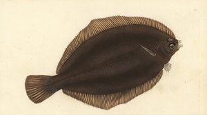 Sole citron, Microstomus kitt