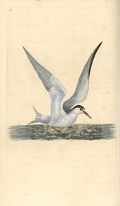 Sterne naine. Sternula albifrons. Gravure à la main par Edward Donovan de son "Histoire naturelle des oiseaux britanniques"