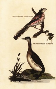 Mésange à longue queue, Aegithalos caudatus, et Grèbe jougris, Podiceps grisegena - Edward Donovan