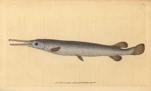 Lépisosté osseux, Lepisosteus osseus
