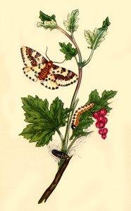 Magpie ou Phalène du groseillier : Phalaena grossulariata - Edward Donovan