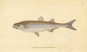 Athérine, Atherina hepsetus. Gravure à la main en cuivre dessinée et gravée par Edward Donovan de son Histoire naturelle des poissons britanniques, Donovan et F.C. et J. Rivington, Londres - Edward Donovan