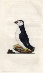 Macareux moine. Gravure sur cuivre par Edward Donovan, publiée dans Histoire naturelle des oiseaux britanniques - Edward Donovan