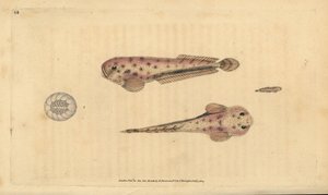 Escargot de mer de Montagua, Liparis montagui. Gravure à la main en cuivre dessinée et gravée par Edward Donovan de son Histoire naturelle des poissons britanniques, Donovan et F.C. et J. Rivington, Londres - Edward Donovan
