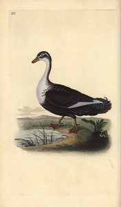 Canard musqué (variante), Cairina moschata. Gravure à la main en cuivre dessinée et gravée par Edward Donovan de son Histoire naturelle des oiseaux britanniques, Londres