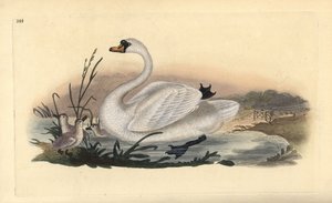 Cygne tuberculé, Cygnus olor, avec des poussins
