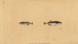 Épinoche à neuf épines, Pungitius pungitius. Gravure à la main par Edward Donovan de son Histoire naturelle des poissons britanniques - Edward Donovan