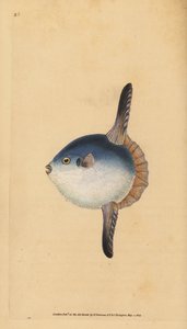 Poisson-lune, Mola mola. Vulnérable. (Poisson soleil, Tetrodon mola). Gravure à la main en cuivre dessinée et gravée par Edward Donovan de son Histoire naturelle des poissons britanniques, Donovan et F.C. et J. Rivington, Londres