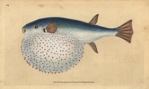 Poisson-globe océanique, Lagocephalus lagocephalus. Gravure à la main en cuivre colorée par Edward Donovan