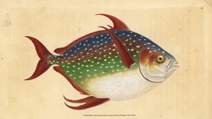 Opah ou poisson roi, Lampris guttatus. Gravure à la main par Edward Donovan de son Histoire naturelle des poissons britanniques