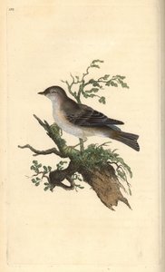 Fauvette orphée, Sylvia hydrtensis, ou fauvette à tête noire. Gravure à la main en cuivre dessinée et gravée par Edward Donovan de son propre "Histoire naturelle des oiseaux britanniques," Londres - Edward Donovan