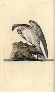 Balbuzard pêcheur, Pandion haliaetus, debout sur un poisson attrapé. Gravure à la main en cuivre dessinée et gravée par Edward Donovan de son propre Histoire naturelle des oiseaux britanniques, Londres - Edward Donovan