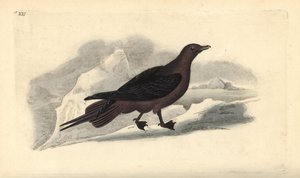 Labbe parasite, Stercorarius parasiticus