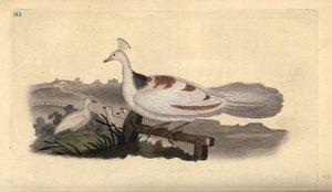 Pied de paon, Pavo cristatus, femelle avec jeunes - Edward Donovan