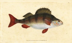 Perche, Perca fluviatilis. Gravure à la main par Edward Donovan de son "Histoire naturelle des poissons britanniques" - Edward Donovan