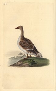 Canard pilet, Anas acuta, femelle