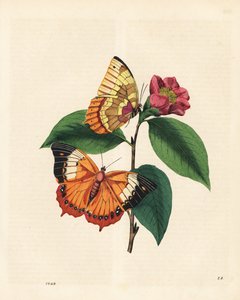 Papillon rajah fauve, Charaxes psaphon (Nymphalis bernardus) sur un camélia. Copié du livre d