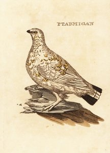 Lagopède des saules, Lagopus lagopus - Edward Donovan