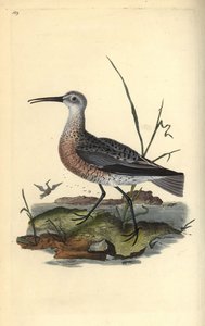 Courlis pygmée ou petit courlis, Numenius minutus. Gravure à la main en cuivre dessinée et gravée par Edward Donovan de son propre « Histoire naturelle des oiseaux britanniques », Londres
