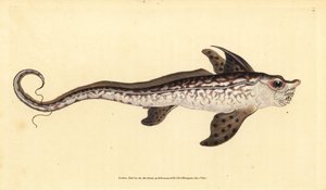 Poisson-lapin ou monstre marin, Chimaera monstrosa. Gravure à la main par Edward Donovan de son Histoire naturelle des poissons britanniques - Edward Donovan