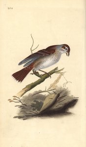 Pie-grièche écorcheur (femelle), Lanius collurio. Gravure à la main en cuivre dessinée et gravée par Edward Donovan de son propre « Histoire naturelle des oiseaux britanniques », Londres - Edward Donovan