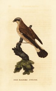 Pie-grièche écorcheur, Lanius collurio - Edward Donovan