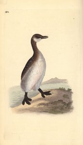 Grèbe jougris (femelle), Podiceps grisegena - Edward Donovan