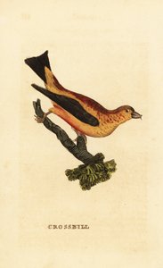Bec-croisé des sapins, Loxia curvirostra - Edward Donovan