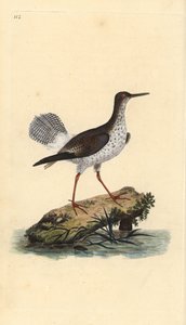 Chevalier gambette, Tringa totanus