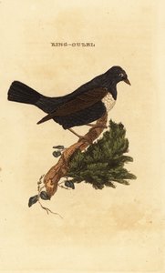 Merle à plastron, Turdus torquatus - Edward Donovan