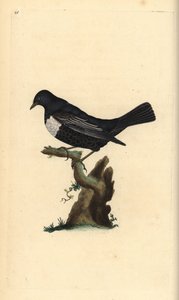 Merle à plastron, Turdus torquatus. Gravure à la main en cuivre dessinée et gravée par Edward Donovan de son propre Histoire naturelle des oiseaux britanniques, Londres - Edward Donovan