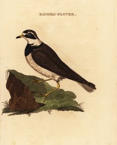 Pluvier à collier interrompu, Charadrius hiaticula - Edward Donovan
