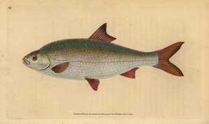 Gardon, Rutilus rutilus (Cyprinus ritulus). Gravure sur cuivre coloriée à la main dessinée et gravée par Edward Donovan de son « Histoire naturelle des poissons britanniques », Donovan et F.C. et J. Rivington, Londres