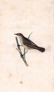 Phragmite des joncs, Acrocephalus schoenobaenus