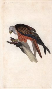 Milan royal, Milvus milvus - Edward Donovan