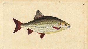 Rudd, Scardinius erythrophthalmus (Oeil rouge, Cyprinus erythrophthalmus). Gravure à la main en cuivre dessinée et gravée par Edward Donovan de son Histoire naturelle des poissons britanniques, Donovan et F.C. et J. Rivington, Londres - Edward Donovan