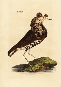 Combattant varié, mâle, Philomachus pugnax - Edward Donovan
