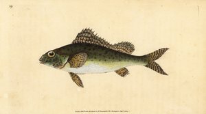 Grémille, Gymnocephalus cernua - Edward Donovan