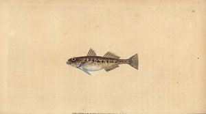 Gobie des sables, Pomatoschistus minutus (Gobie tacheté, Gobius minutus). Gravure à la main en cuivre dessinée et gravée par Edward Donovan de son Histoire naturelle des poissons britanniques, Donovan et F.C. et J. Rivington, Londres - Edward Donovan