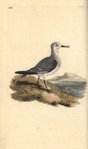 Bécasseau sanderling, Calidris alba. Gravure à la main en cuivre dessinée et gravée par Edward Donovan de son propre "Histoire naturelle des oiseaux britanniques," Londres - Edward Donovan