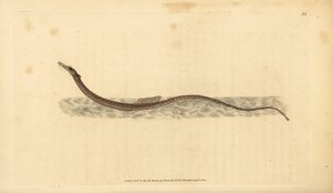 Poisson-pipe de Sargasse. Gravure à la main par Edward Donovan de son Histoire naturelle des poissons britanniques - Edward Donovan