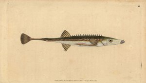 Épinoche de mer, Spinachia spinachia
